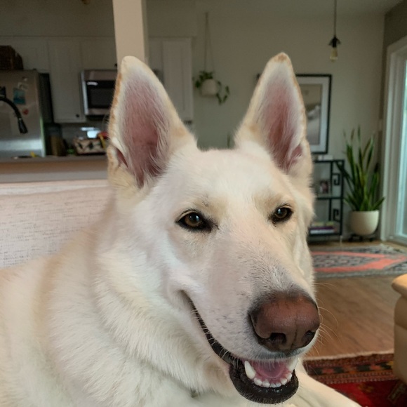 Meet your Posher, Alison - Picture 1 of 1